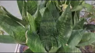 kuldeep bonsai