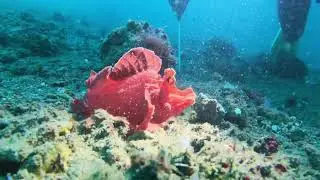 Cocotinos Manado Lembeh | Scuba Diving 2023 | Insta360 ONE RS
