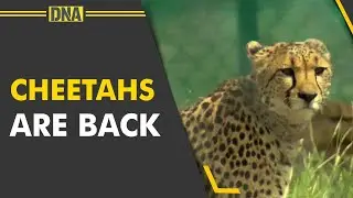 India rewrites history: On his birthday, PM Modi releases wild Cheetahs in MP