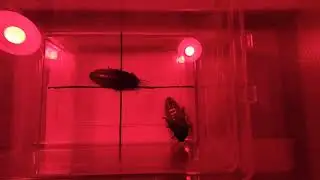 Aggression Behavior in Madagascar Hissing Cockroaches (Gromphadorhina portentosa)