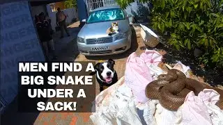 MEN FIND SNAKE UNDER A SACK!