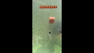 Beautiful Fishing Video 🔴 Silver carp and bighead carp are sucking bait at the bottom of the water