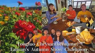 【Miaoli│Tongluo】EP19 part.1/4｜Tongluo Chrysanthemums: Taiwan's Autumn Snow Champion｜Linking368Taiwan