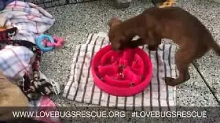 Slow feeder bowl