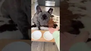 Elevated Dog Bowl For Feeding (Frenchie Review)