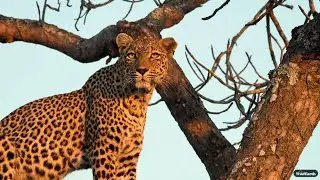 A leopard family reunion - SafariLIVE Sunrise - 20 June 2025