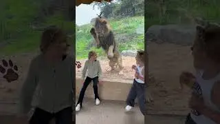 Lion&rsquo;s Leap at Enclosure&rsquo;s Glass Startles a Girl