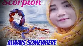 SCORPIONS ♡♡ ALWAYS SOMEWHERE