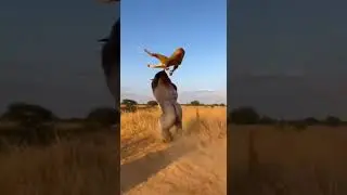 What the hell just happened?! 😱🦍🤯虎が猩猩にぶっ飛ばされた？！😈우리집 근처에서 호랑이 날아감?! 🤣 #shorts #viral