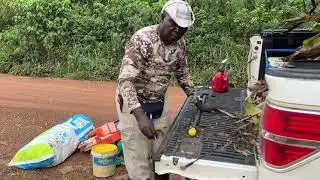 Ghana 50 Acre Farm Loading Plantain Seedlings ￼