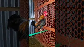 Real Red Jungle Fowl Rooster  Crowing #junglefowl  #readjunglefowl #shorts #readjunglefowlrooster