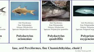 Iasc, ord Perciformes, fine Channichthyidae, chuid 2 oigheariasc opistognathus fish americana glas