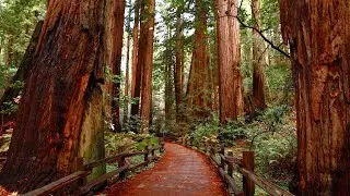 Hiking Muir Woods via the Bootjack Trail | Loyal Kinfolk Travel