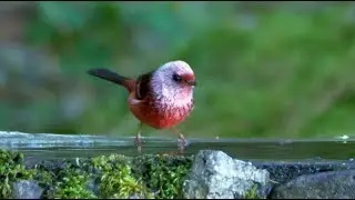 Pink-headed Warbler and its Song