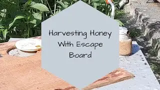 How to use a bee escape board (harvesting honey fast and easy)