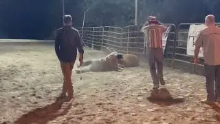 Practice pen #cowboys #rodeo #horse 