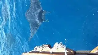 Raies mobula mobular