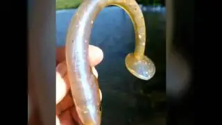D&M Custom Baits 8 inch Signature Series Swimbait