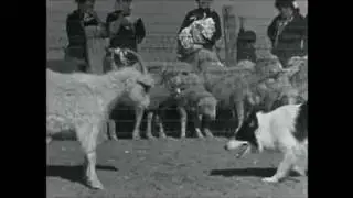 Arizona Sheepdog 1955