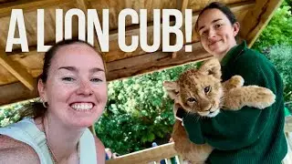 Petting A Lion In Rotorua, Paradise Valley Springs!