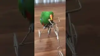 Funky Parrot Goes For A Bike Ride!