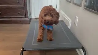 Bedsure Elevated Dog Bed | Cooling Cot for Place Training & Comfort