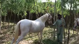 New Horse Mittng & Healthy horse breeds in Pakistan video 2026