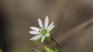 Stellaria media