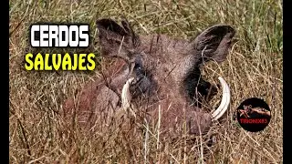 PRINCIPALES ESPECIES DE CERDOS SALVAJES