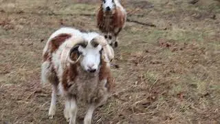 THE NEED FOR GENETIC IMPROVEMENT IN OUR FLOCK OF JACOB'S SHEEP