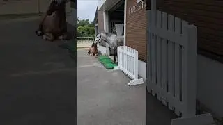 馬小屋出発のほのぼのシーン🏇 / Heartwarming Moment Leaving the Stable #horse