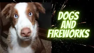 Help Your Dog Get Over Fear of Fireworks - Desensitize Your Dog to Scary Noise