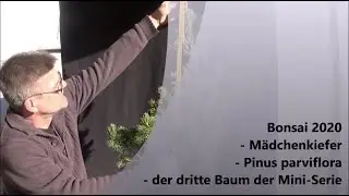 Bonsai 2020-9 - Mädchenkiefer - Pinus parviflora - der dritte Baum der Serie