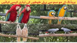 Parrots Breeding Season Preparation | Macaw, Grey Parrot, Malakand Parrot | M Birds