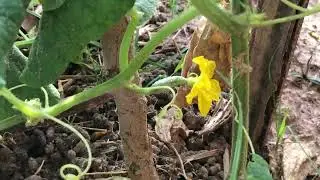 Growth chili and cucumer