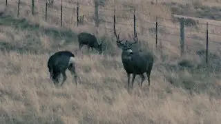 Spot and Stalk Strategies | Land of Whitetail