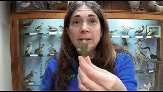 Frog Metamorphosis