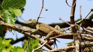 ling Tailed Agama - Laudakia cypriaca (Linnaeus, 1758) &Kappa;&omicron;&upsilon;&rho;&kappa;&omicron;&upsilon;&tau;ά&sigmaf; - Endemic to Cyprus.