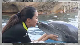 Dolphin Interaction @ Discovery Point Seaworld San Antonio