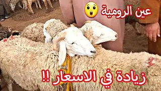 اسعار المواشي اليوم في سوق عين الرومية 01/02/2026 ولاية الجلفة
