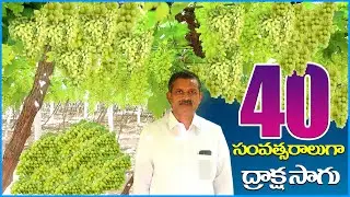 తెలుగు రాష్ట్రాల్లో ద్రాక్ష సాగు | Grape Farming, Cultivation | AgriTech Telugu