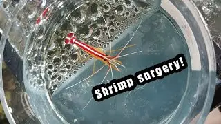 Cleaner shrimp Isopod removal! SHRIMP SURGERY GRAPHIC warning ⚠️