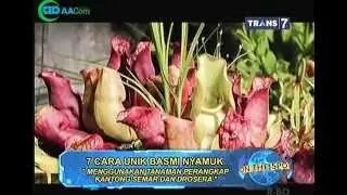 7 cara unik mengusir nyamuk ala On the spot trans 7 OUT