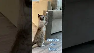 Amazon finds to make your cat happy! Links in bio:) #amazon #amazonfinds #cat #happycat #catshorts