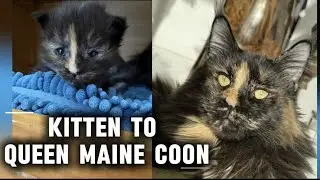 From Kitten to Polydactyl Queen: Phoenix&rsquo;s Stunning 19-Month Transformation 🐾✨