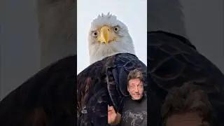 Белоголовый орлан &mdash; это безумие