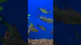 Осторожно, фольга с шипами! #шорты