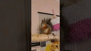 Белка грызёт палки. 🐿 #белка #squirrel #gnawing