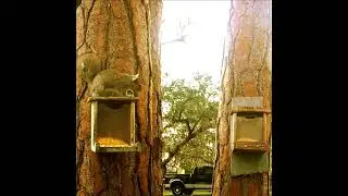 🐿️ We named this one Gordon Gecko from the movie Wall Street because he's so greedy 🐿️