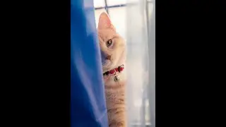 Can Cats Really Play Fetch? Discover Their Hidden Talent!